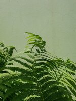 fatuous
