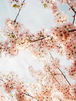 langtu_tanthien_723